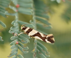 Macrobathra desmotoma