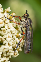 Parastenopogon oblongus