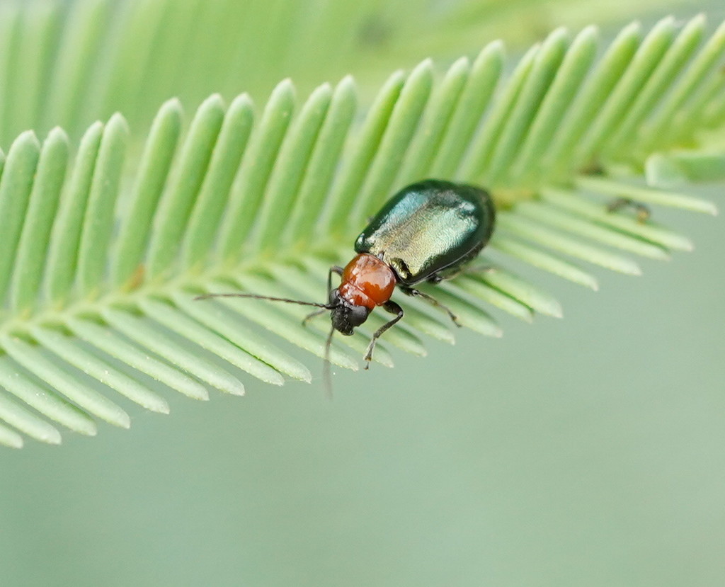 Adoxia benallae