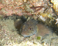 Ruanoho decemdigitatus