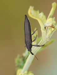 Rhinotia phoenicoptera