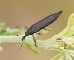 Rhinotia phoenicoptera