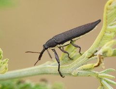 Rhinotia phoenicoptera