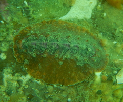 Notoplax violacea