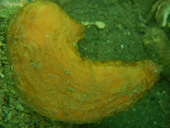 Cnemidocarpa bicornuta