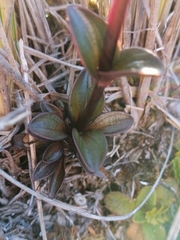 Gentianella montana ionostigma