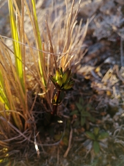 Gentianella montana ionostigma