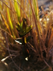Gentianella montana ionostigma