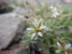Sabulina nuttallii