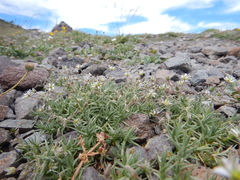 Sabulina nuttallii