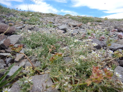 Sabulina nuttallii
