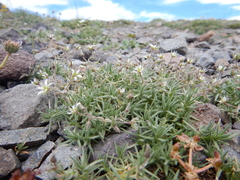 Sabulina nuttallii