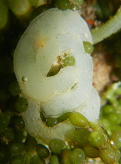 Sacoproteus smaragdinus