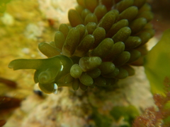 Sacoproteus smaragdinus