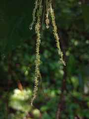 Myriocarpa longipes