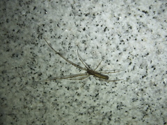 Tetragnatha vermiformis
