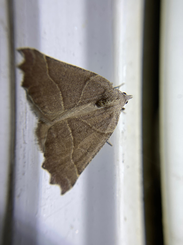 iNaturalist observation photo of Plataea calcaria