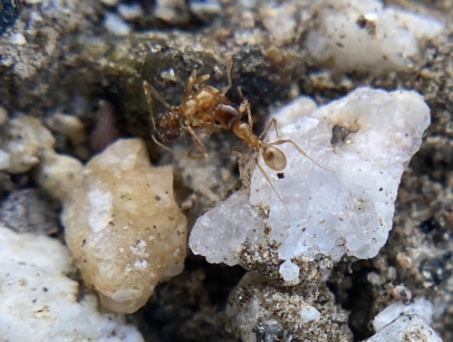 iNaturalist observation photo of Big-headed Ants
