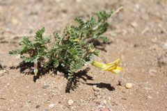 Caragana microphylla