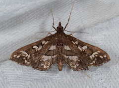 Ischnurges illustralis