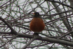 Turdus migratorius