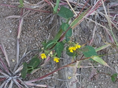 Vigna umbellata