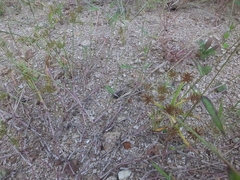 Cyperus orthostachyus