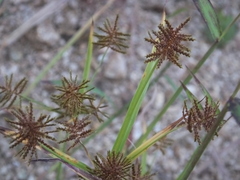 Cyperus orthostachyus