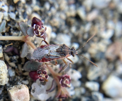 iNaturalist observation photo of Hyaline Grass Bug