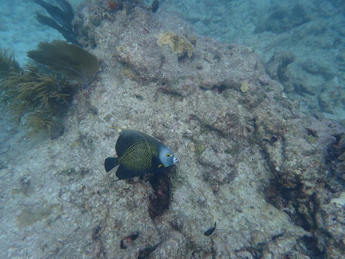 French Angelfish