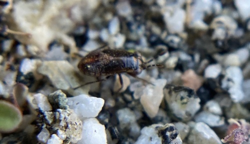 iNaturalist observation photo of Geocoris
