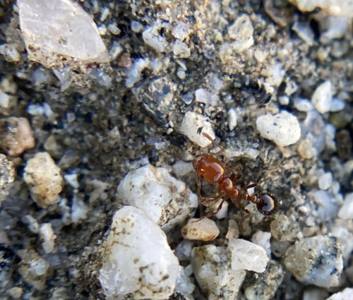 iNaturalist observation photo of Southern Fire Ant