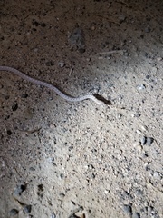 Arizona elegans candida