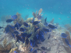 Blue Tang