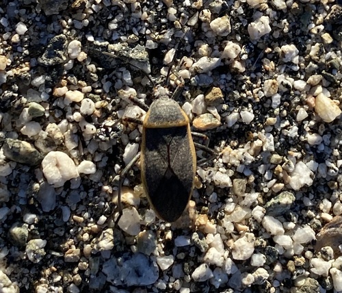 iNaturalist observation photo of California Bordered Plant Bug