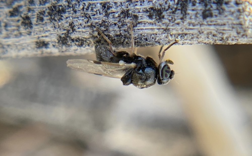 iNaturalist observation photo of Zabrachia magnicornis