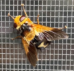 Microtropesa sinuata