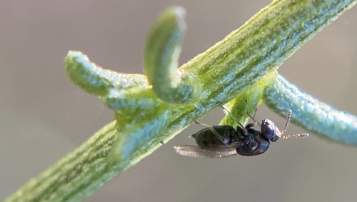 iNaturalist observation photo of Eulophidae