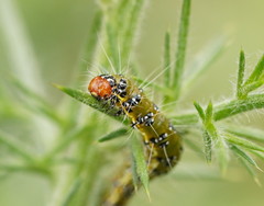 Uresiphita ornithopteralis