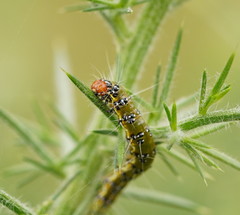 Uresiphita ornithopteralis