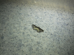 Eurrhyparodes bracteolalis