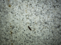 Melanotus cribricollis