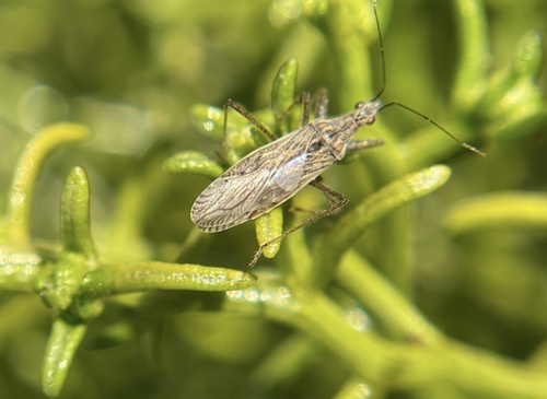 iNaturalist observation photo of Nabis