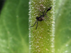 Eucharitinae