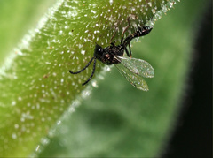 Eucharitinae