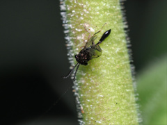 Eucharitinae