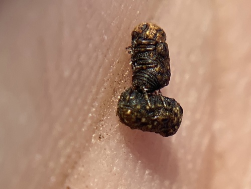 iNaturalist observation photo of Exema