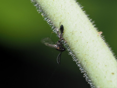 Eucharitinae
