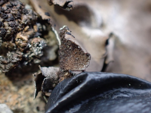 Emery Rocktripe Lichen