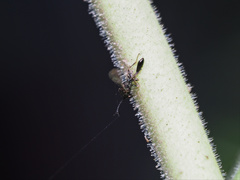 Eucharitinae